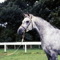 Picture of Arab stallion UK head shot 