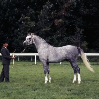 Picture of Arab stallion UK with handler full body 