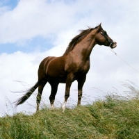 Picture of Arab stallion UK