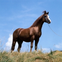 Picture of Arab stallion