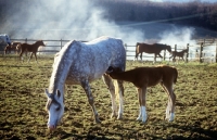 Picture of Arab UK foal drinking milk, suckling