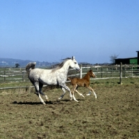 Picture of Arab UK mare and foal cantering together
