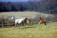 Picture of Arab UK mare and foal trotting and rearing