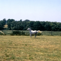 Picture of Arab UK mare cantering through field
