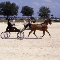 Picture of Arab USA harness class Tampa,