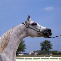 Picture of Arab USA head head study