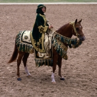 Picture of Arab USA, rider in native costume