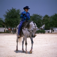 Picture of Arab USA western saddle class Tampa show, woman rider