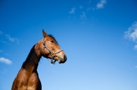 Picture of Arabian against blue sky