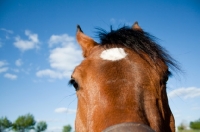 Picture of Arabian close up - ears back