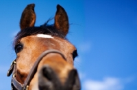 Picture of Arabian close up against blue sky