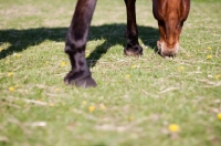 Picture of Arabian grazing