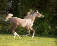 Picture of Arabian horse, running