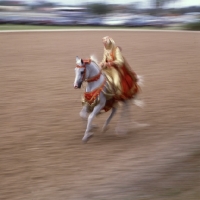 Picture of Arabian native costume, Class at Florida show, ridden Arab USA 