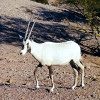Picture of Arabian oryx  in phoenix zoo walking