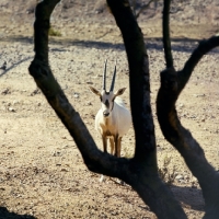 Picture of arabian oryx in phoenix zoo looking through a tree