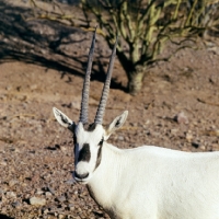 Picture of arabian oryx in phoenix zoo looking at camera