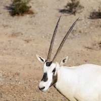 Picture of arabian oryx in phoenix zoo, portrait