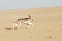 Picture of Arabian Saluki in Dubai Desert