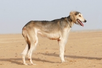 Picture of Arabian Saluki in Dubai desert