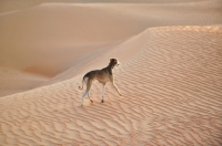 Picture of Arabian Saluki in Dubai Desert