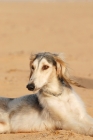 Picture of Arabian Saluki in Dubai desert