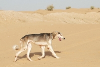 Picture of Arabian Saluki in Dubai Desert