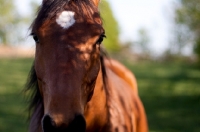 Picture of Arabian standing in the shadows