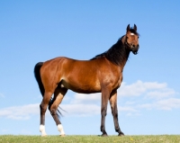 Picture of Arabian standing on hilltop