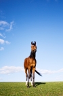 Picture of Arabian standing on hilltop