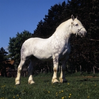 Picture of aramis, boulonnais stallion in france