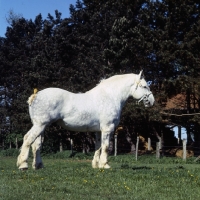 Picture of aramis, boulonnais stallion in france