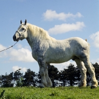 Picture of aramis, boulonnais stallion