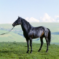 Picture of Arbich, Kabardine stallion in Caucasus mountains, mount elbruz in background