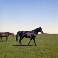 Picture of Arbich, Kabardine stallion in caucasus