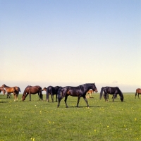 Picture of Arbich, Kabardine stallion with his taboon of mares and foals in Caucasus mountains