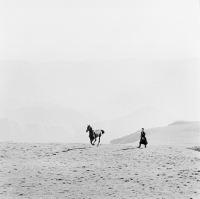 Picture of arbich,kabardine stallion at malokarachaev, nr kislovodsk, Caucasus, returning to taboon after photography.