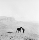 Picture of arbich,kabardine stallion at malokarachaev, nr kislovodsk, Caucasus,being set up for photography by cossack