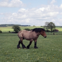 Picture of Ardennais  walking