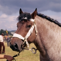 Picture of Ardennais head shot 