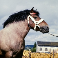 Picture of ardennais stallion, portrait