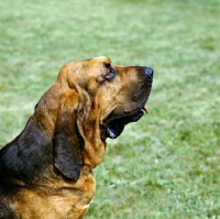Picture of ardent du val, bloodhound, st hubert, in belgium