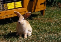 Picture of argente creme rabbit 8 weeks old, beside hutch