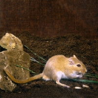 Picture of argente gerbil eating seeds