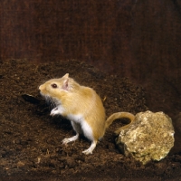 Picture of Argente gerbil standing on peat, on hind legs