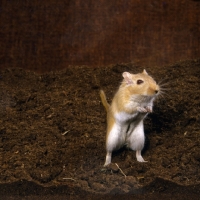 Picture of Argente gerbil standing up