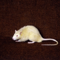 Picture of argente rat side view