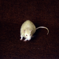 Picture of argente rat