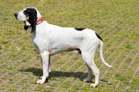 Picture of Ariegois, French pack hound

