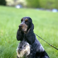 Picture of arigna avatartan, english cocker spaniel in usa trim, portrait